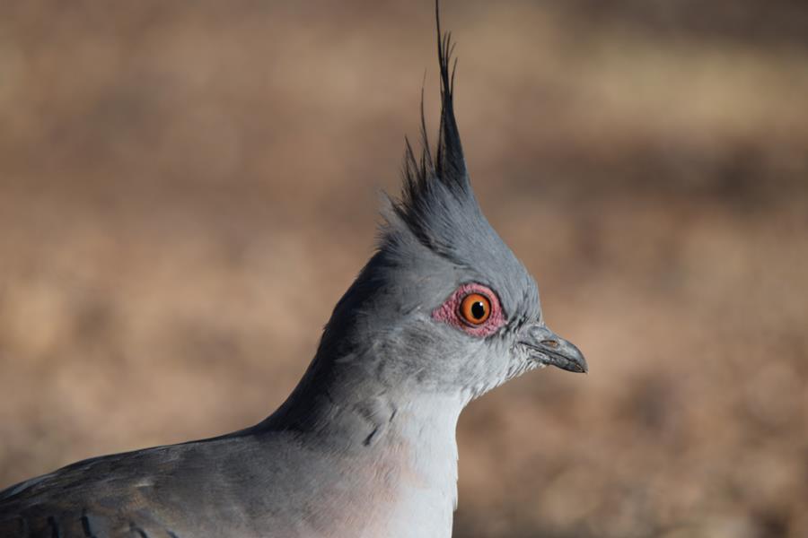 Pigeon spinifex 2023 007.JPG